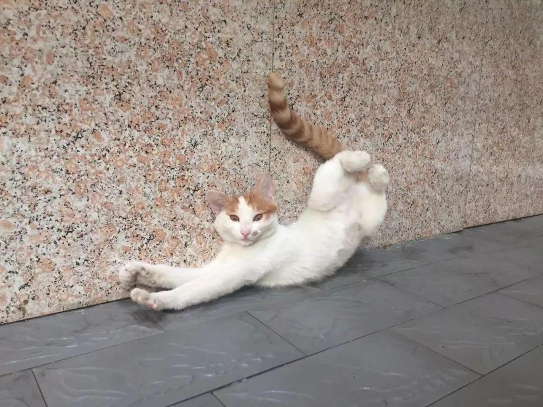 猫咪去世了该埋在小区花坛吗？