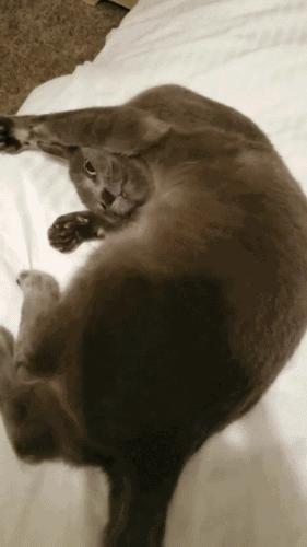 猫咪念经到底是在传递什么信号？