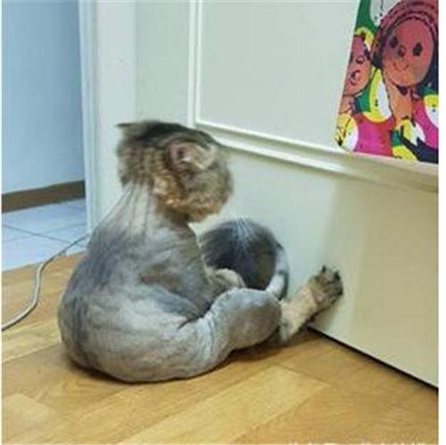 零基础也能画出萌出血的猫咪？这5步连手残党都能学会！