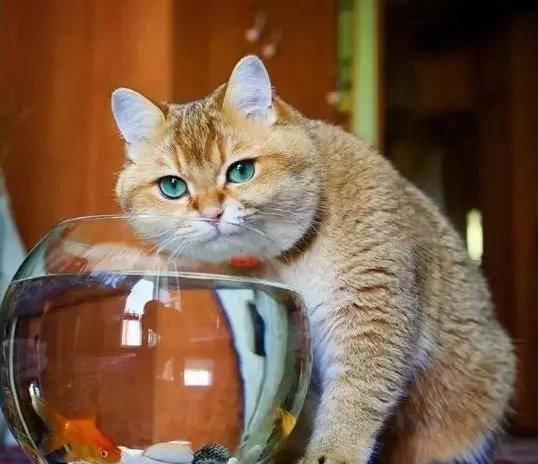 猫咪真的只爱鱼和猫粮吗? 猫咪真的只爱鱼和猫粮吗?