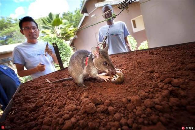 新手如何用简单针法绣出呆萌猫咪? 新手如何用简单针法绣出呆萌猫咪?