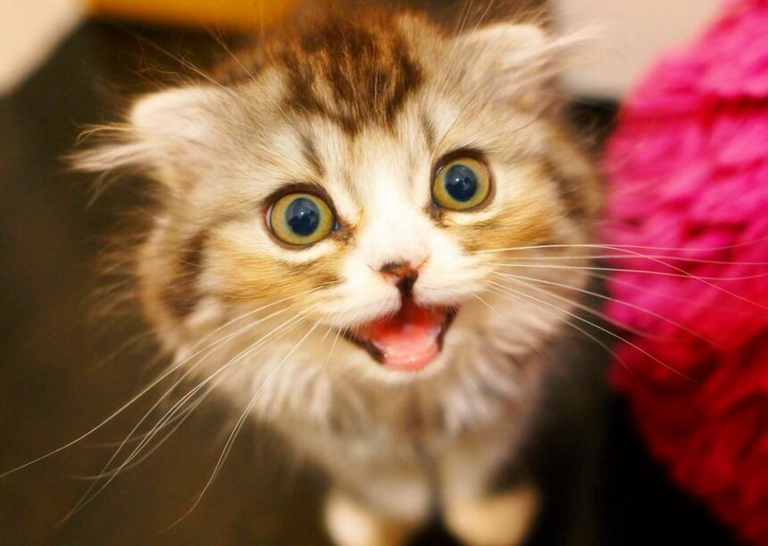 为什么我家猫咪总吃不胖？