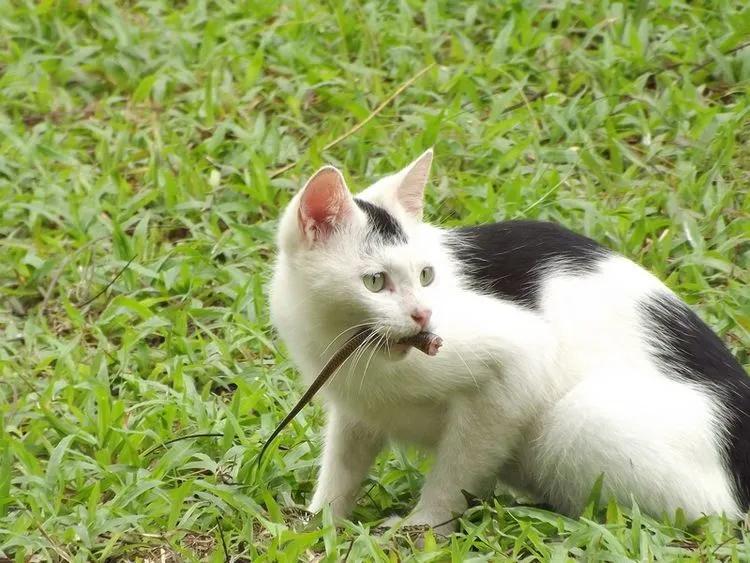 风油精对猫咪真的有致命危险吗？