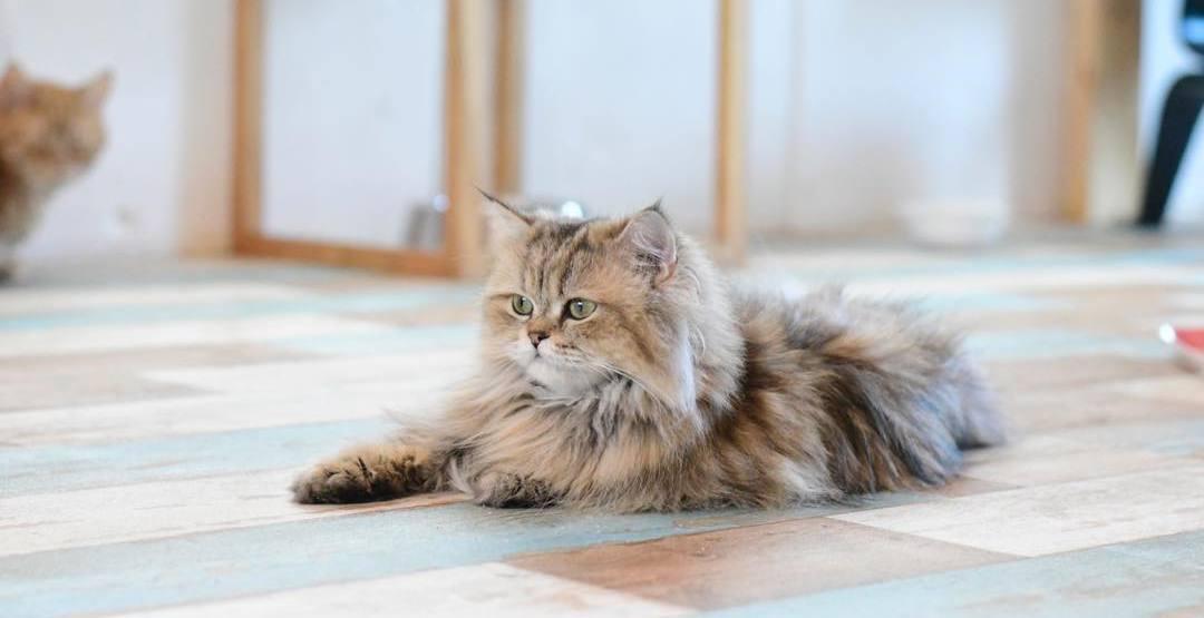 猫咪咳嗽不停是感冒还是中毒？