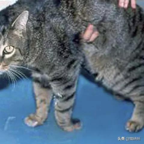 猫咪吃猪肝真的会中毒吗？