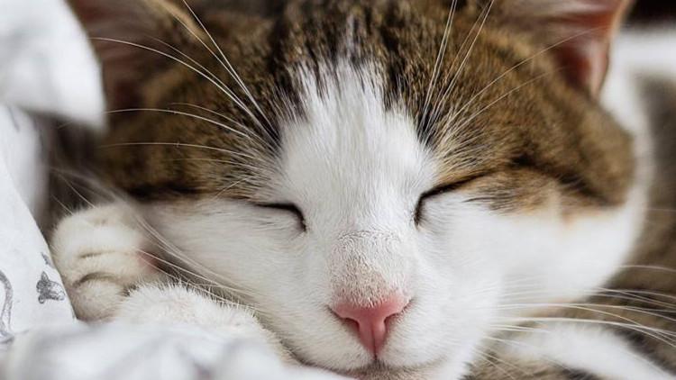 猫咪软便拉稀该不该喂益生菌? 猫咪软便拉稀该不该喂益生菌?