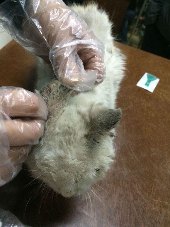 梦见膝盖拔出细长虫子预示什么？2025年运势解析与化解指南