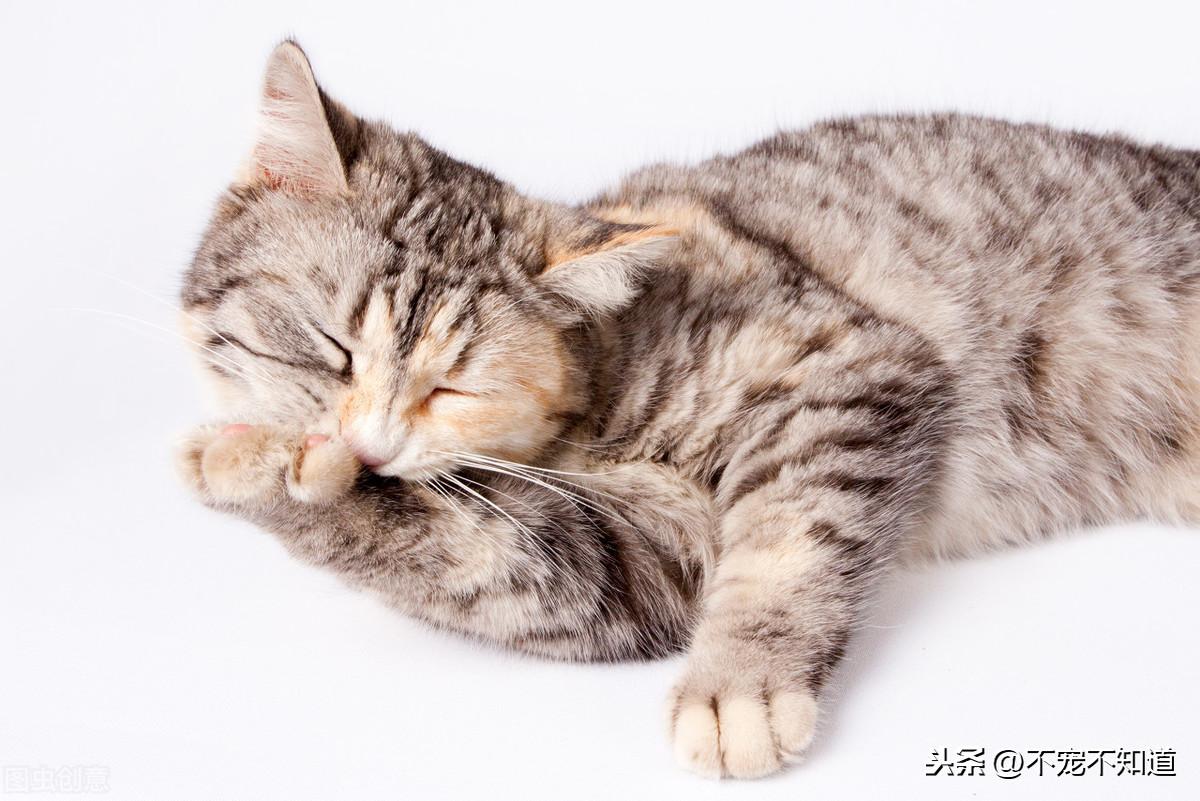 猫咪突然不爱吃饭？这5个方法帮你找出真相！