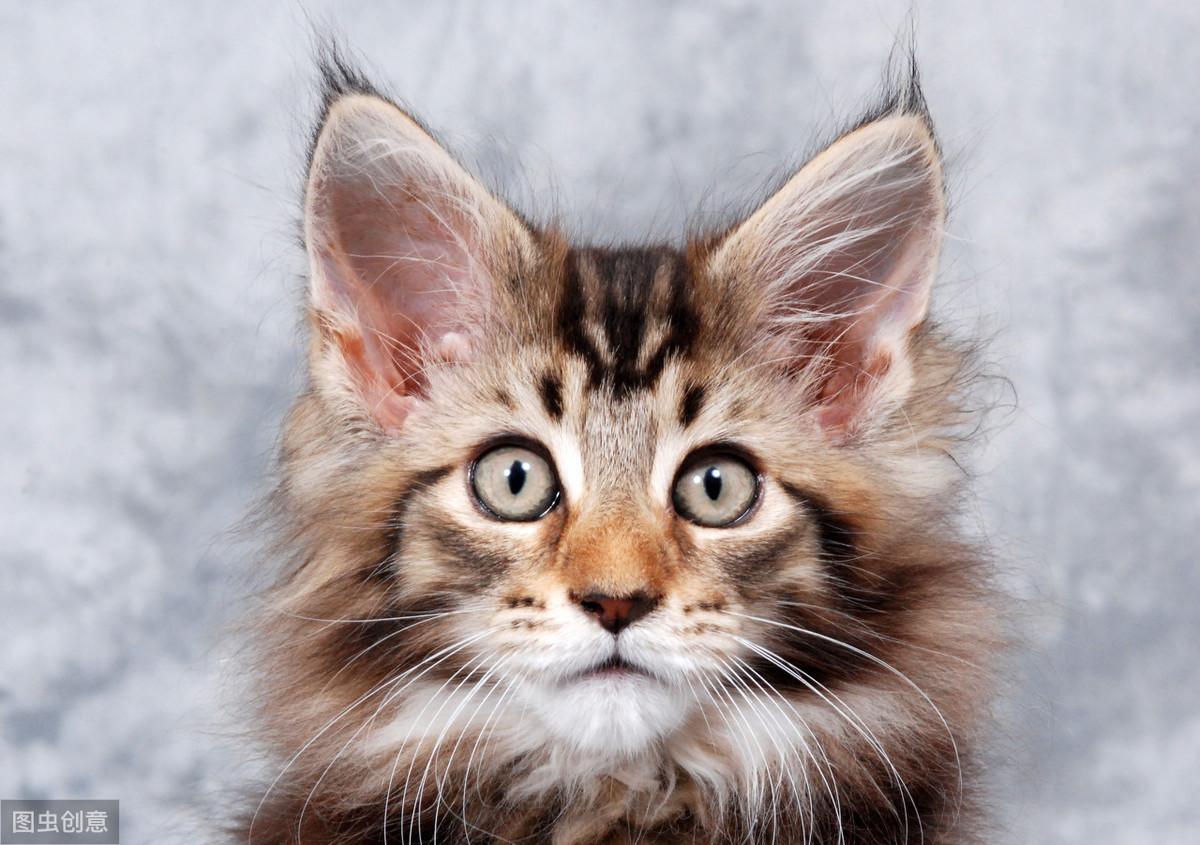 猫咪发情期能把人逼疯吗？