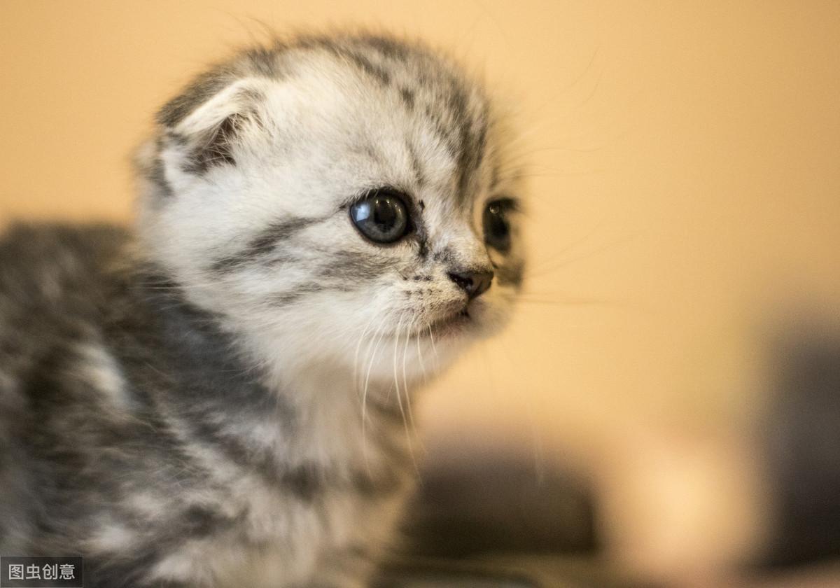 给猫打疫苗到底要花多少钱? 给猫打疫苗到底要花多少钱?