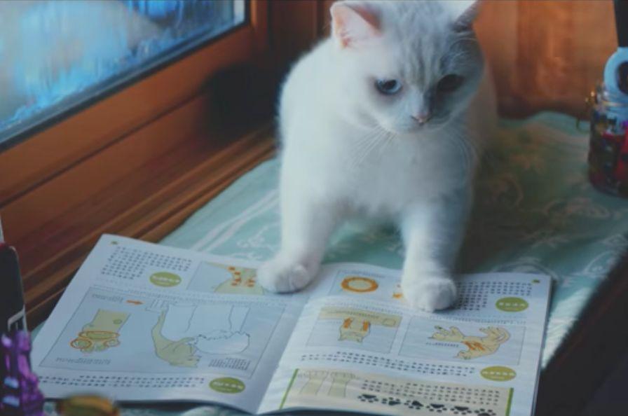 猫咪表情包动态到底怎么玩才不翻车？