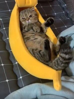 大香蕉猫咪影院真的能免费看最新电影吗? 大香蕉猫咪影院真的能免费看最新电影吗?