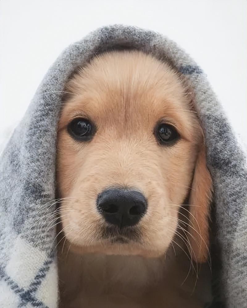 猫咪吃蛋白会不会要了主子半条命? 猫咪吃蛋白会不会要了主子半条命?