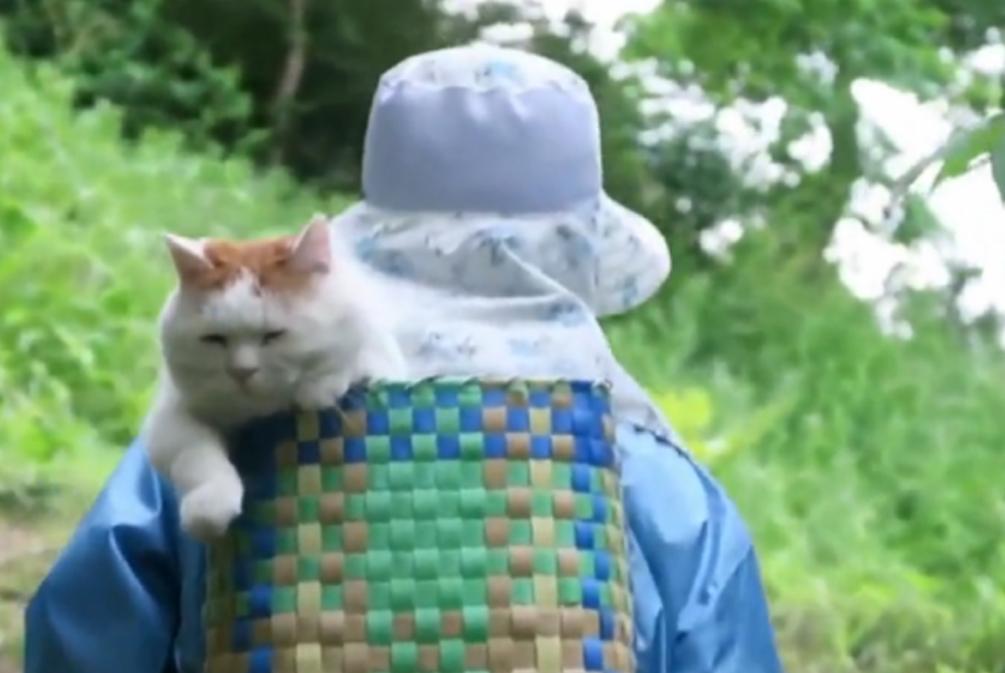 猫咪突然变眯眯眼是咋回事？