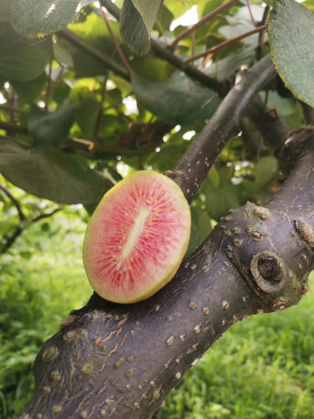 8月23日到底藏着多少惊天秘密？