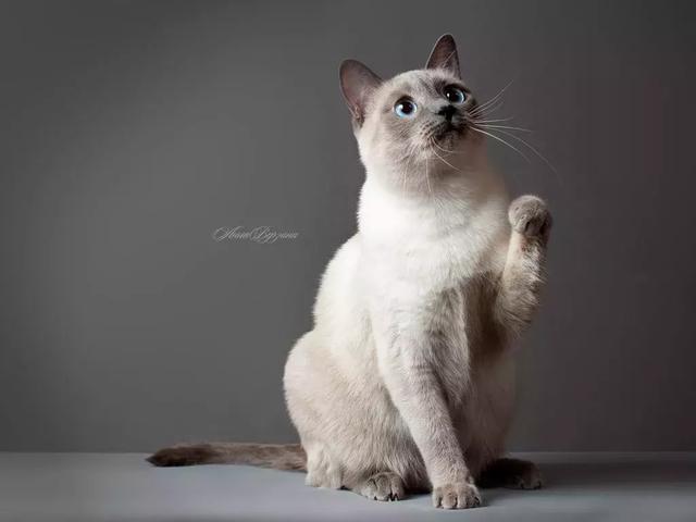 猫咪抱抱表情包到底怎么用才不尴尬？