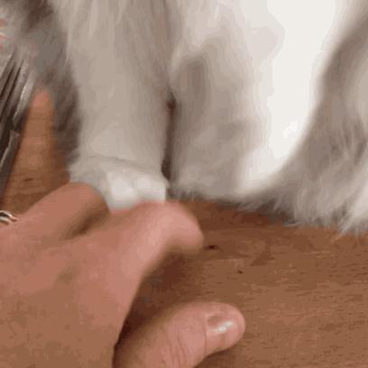 主子指甲劈了要截肢吗? 主子指甲劈了要截肢吗?