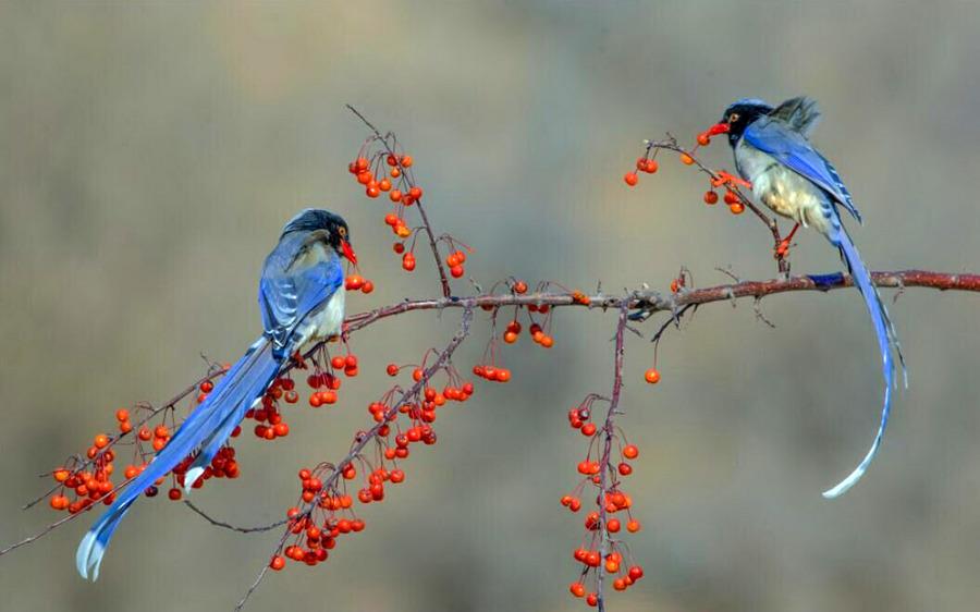 雪佛兰科鲁兹按揭全解析，月供压力如何计算，三大方案怎么选？