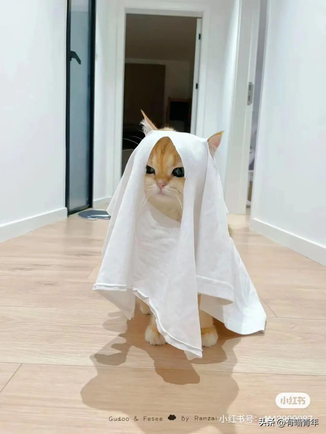 猫咪碰你鼻子是骂人还是示爱? 猫咪碰你鼻子是骂人还是示爱?