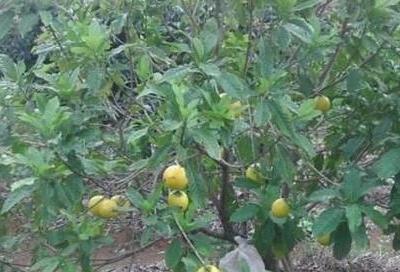 淘宝免费试用是什么？商家怎么利用好淘宝免费试用？