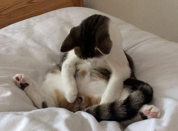 养公猫真的会得前列腺炎吗? 养公猫真的会得前列腺炎吗?