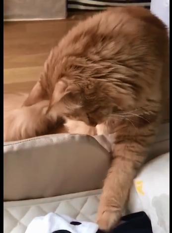 猫咪关笼子一直叫怎么办?新手必看的5个安抚技巧 猫咪关笼子一直叫怎么办?新手必看的5个安抚技巧