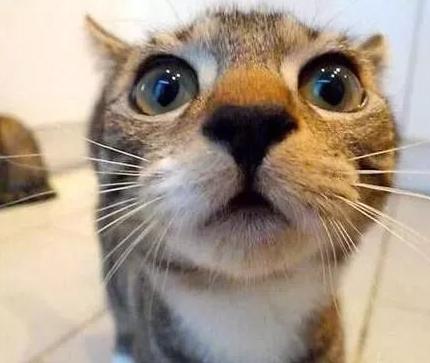 猫咪挠破沙发可能藏着大问题? 猫咪挠破沙发可能藏着大问题?