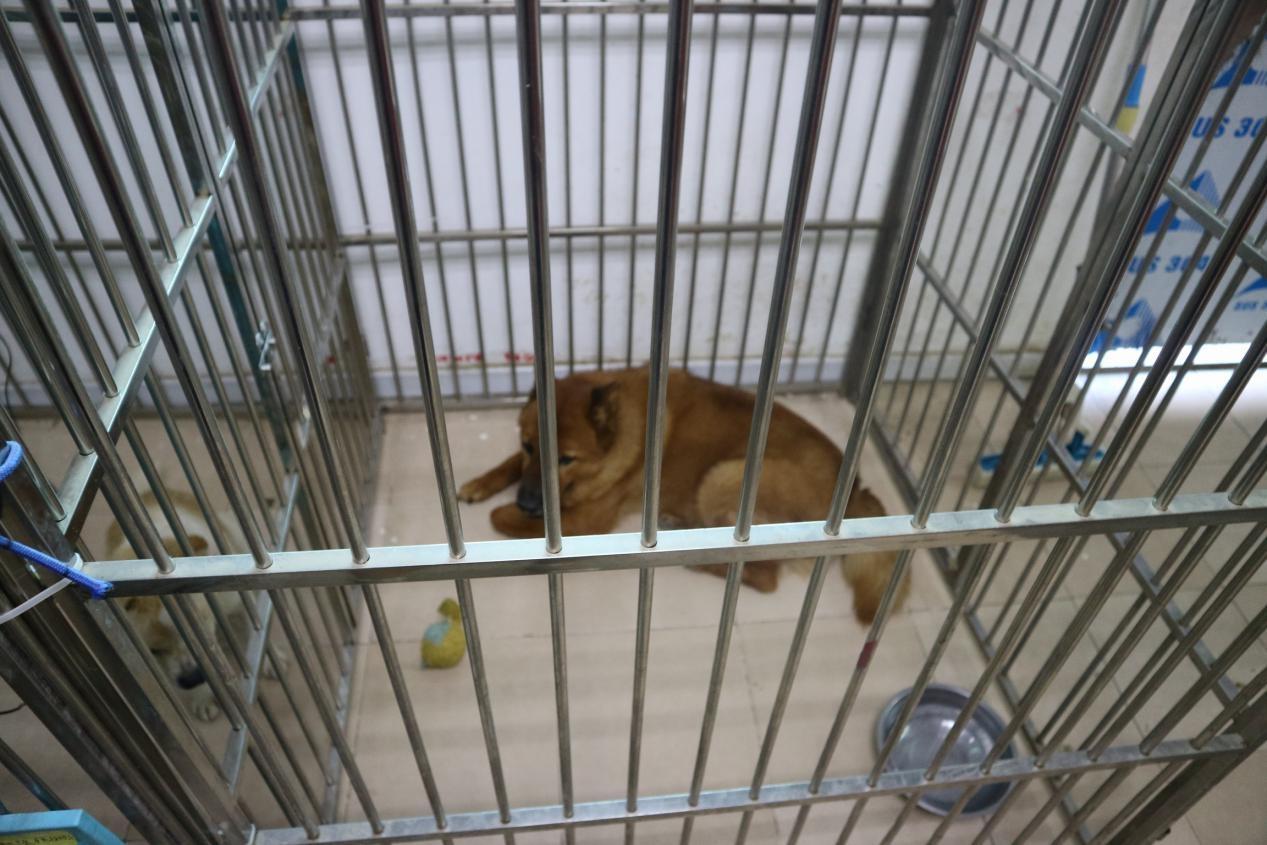 在广州领养猫咪到底靠不靠谱? 在广州领养猫咪到底靠不靠谱?