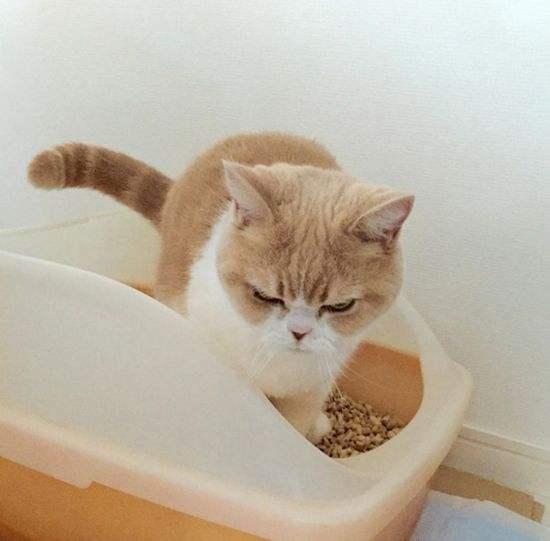 猫咪死活不肯进猫砂盆怎么办？