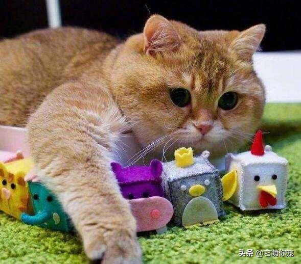 猫咪官方社区怎么玩才能不踩坑? 猫咪官方社区怎么玩才能不踩坑?