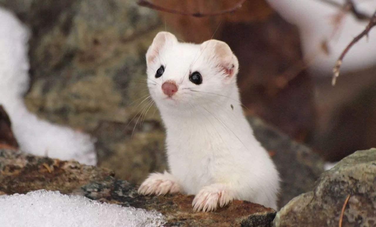 你家主子只会卖萌？这5招让猫秒变捕鼠高手！