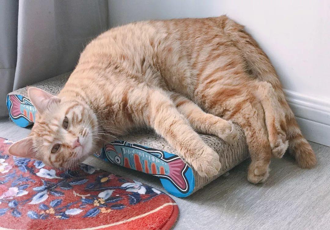 你家猫主子为什么一洗澡就炸毛？