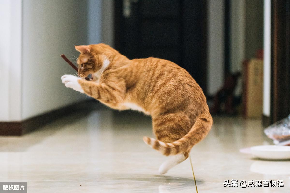 猫咪为什么总在你被子上撒尿？这毛病还能治吗？