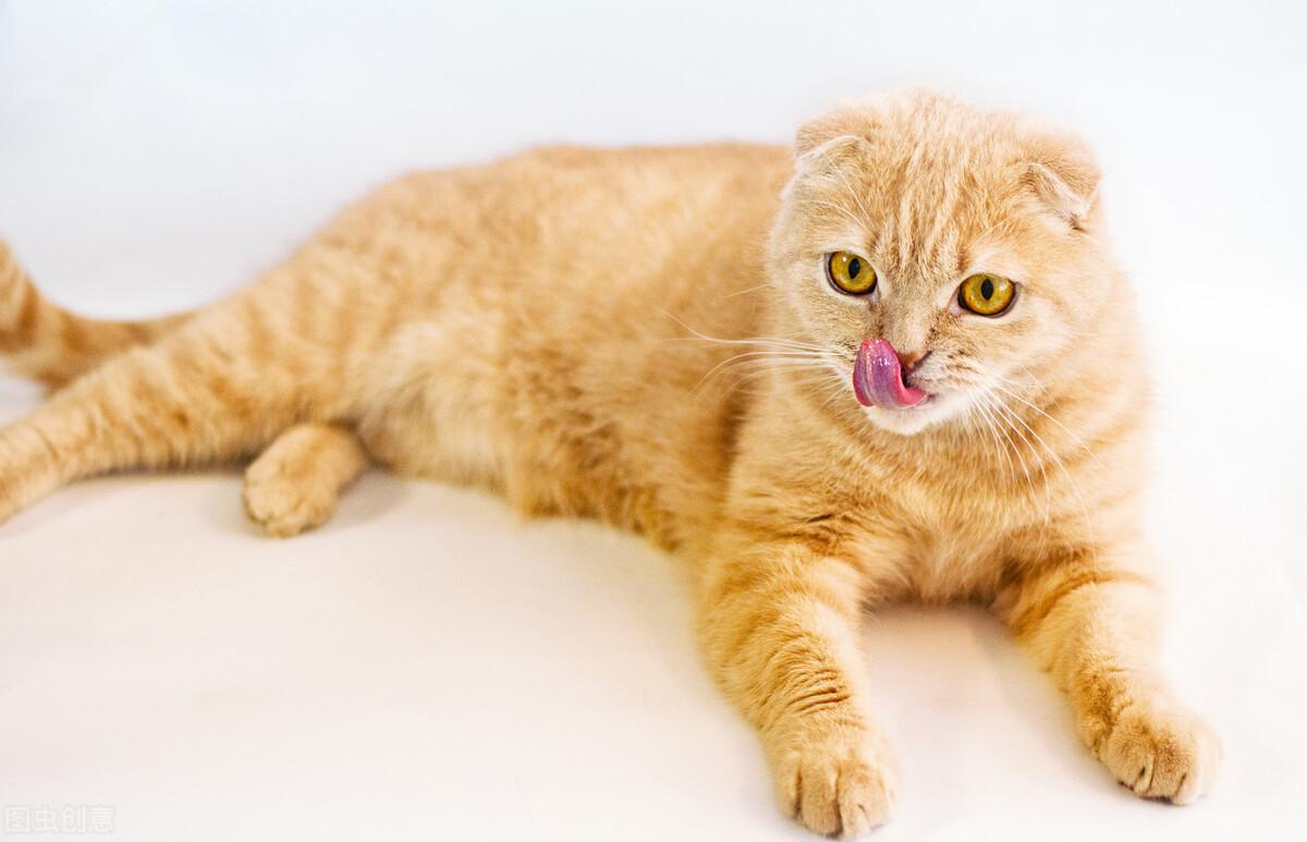 猫咪为什么把自己舔秃了？