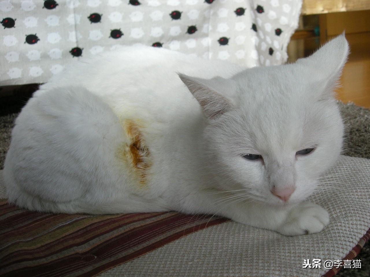 猫咪摸起来烫手就是发烧了吗? 猫咪摸起来烫手就是发烧了吗?