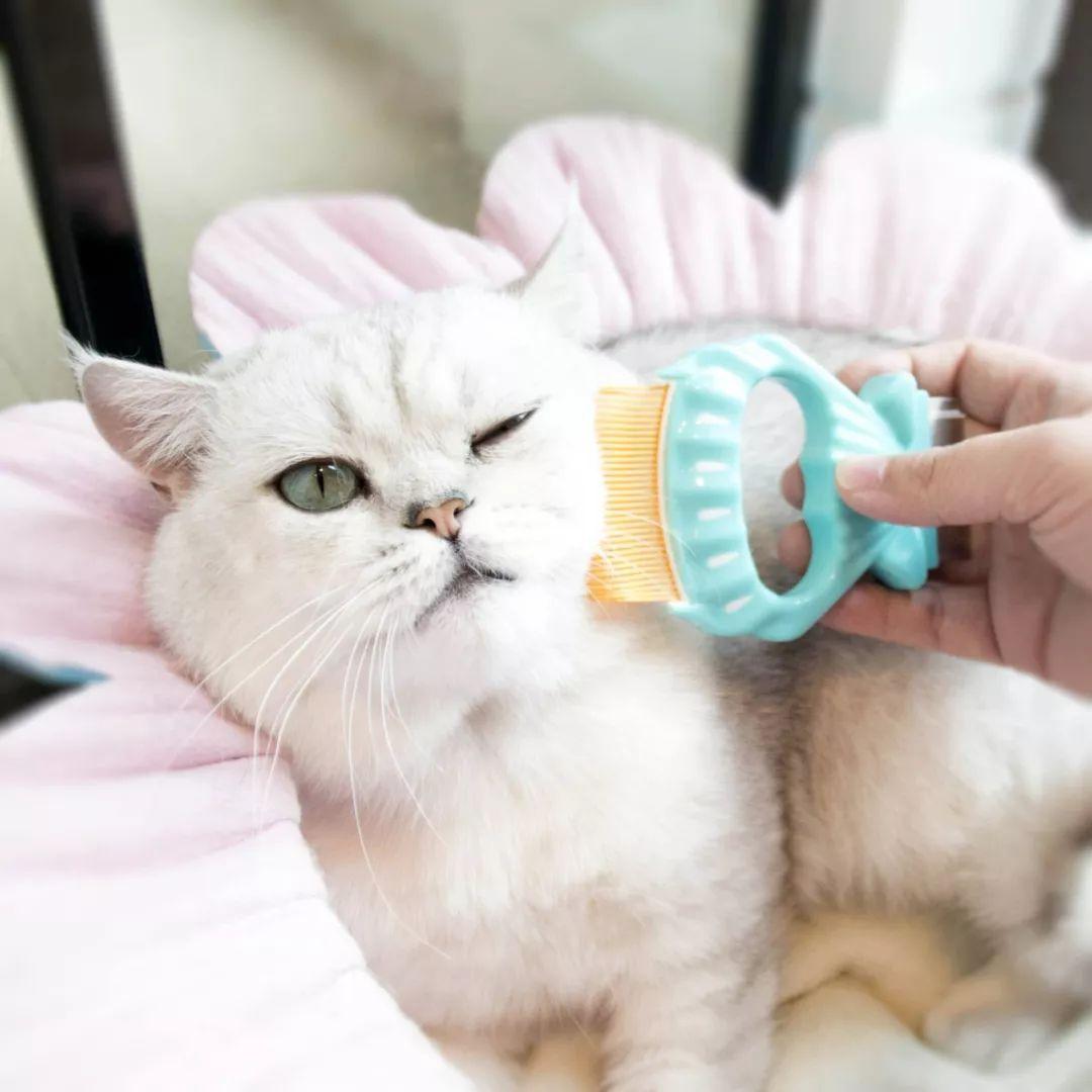 猫咪吐毛球到底有多可怕？新手铲屎官该慌吗？