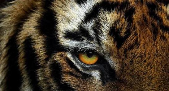 猫咪和老虎到底有啥共同基因? 猫咪和老虎到底有啥共同基因?