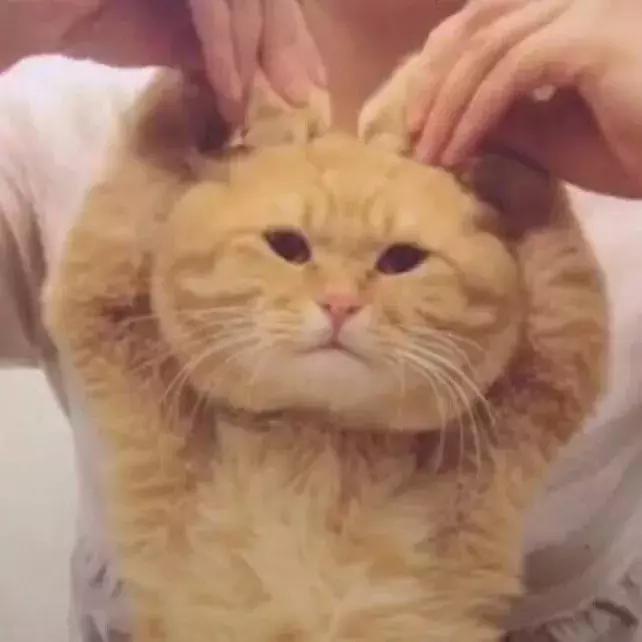 为什么别人的萌宠视频点赞破万，你的却没人看？