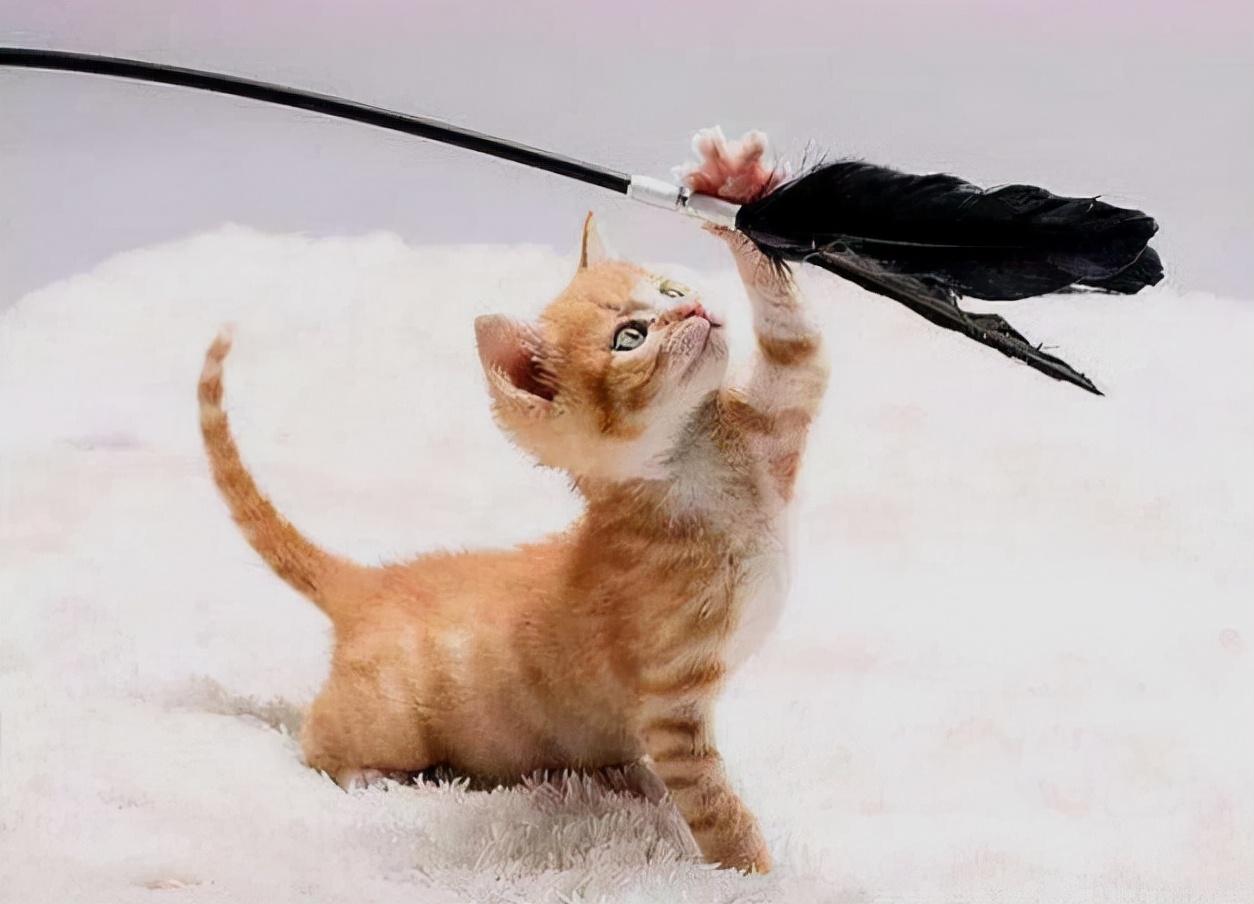 你家猫咪总揉眼睛？小心可能是眼皮长反了！