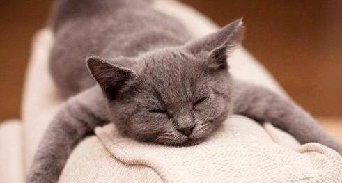 猫咪感冒多久能自愈？新手必看的保姆级护理手册