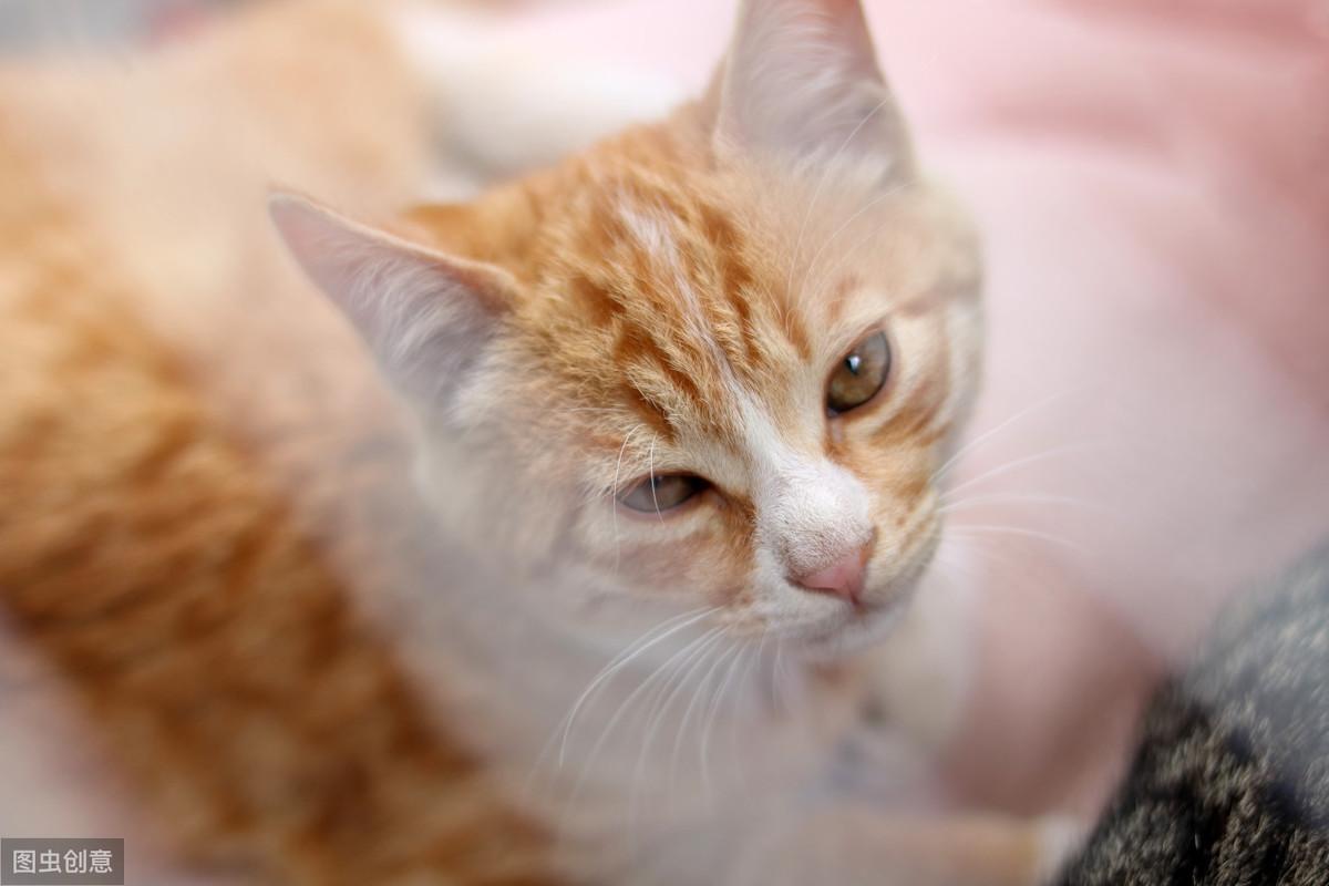 猫咪频繁上厕所却尿不出？当心可能是肾炎在作祟！