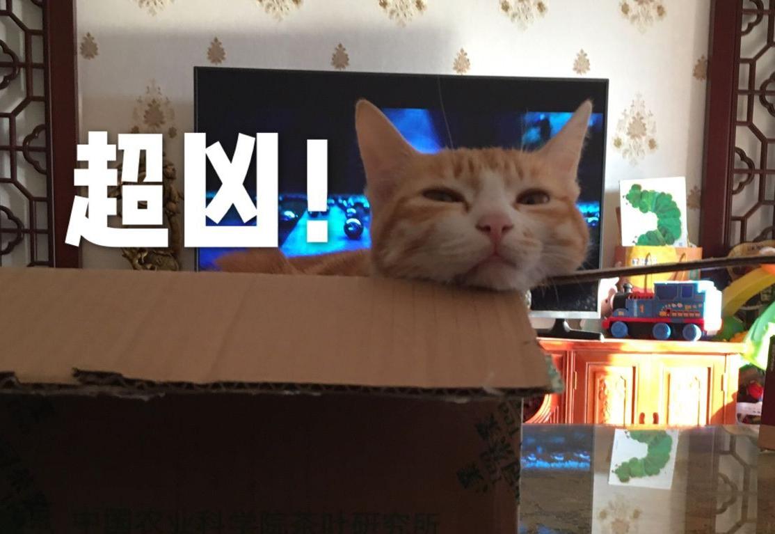 你家主子最近是不是连罐头都不香了？