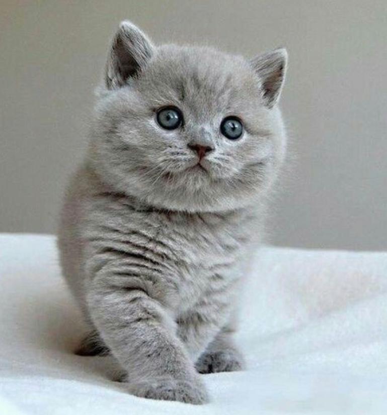 猫咪耳朵流脓就是中耳炎吗？