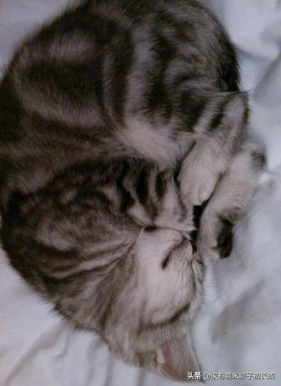 为什么你家猫咪总对你龇牙咧嘴？