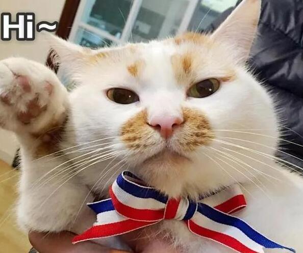 柯斯达论坛如何破解新手购车困局？资深车主总结的3个降本秘诀省3万元