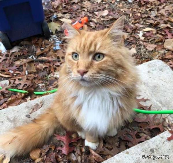 第一次领养猫咪会遇到哪些坑？