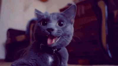 公猫发情期会拆家？乱尿嚎叫怎么破？