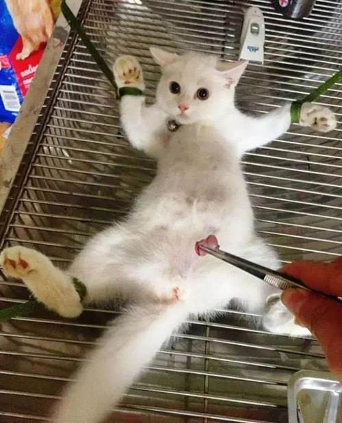 猫咪下巴的黑色渣子到底是啥毛病？