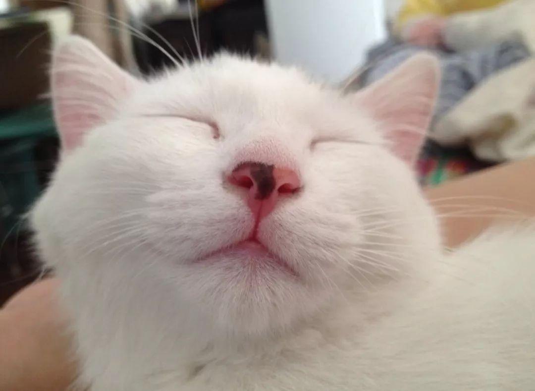 猫咪打喷嚏流眼泪是感冒了吗? 猫咪打喷嚏流眼泪是感冒了吗?