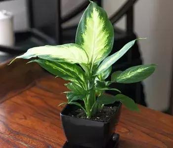 金杯S70到底能不能满足新手小白的用车需求？